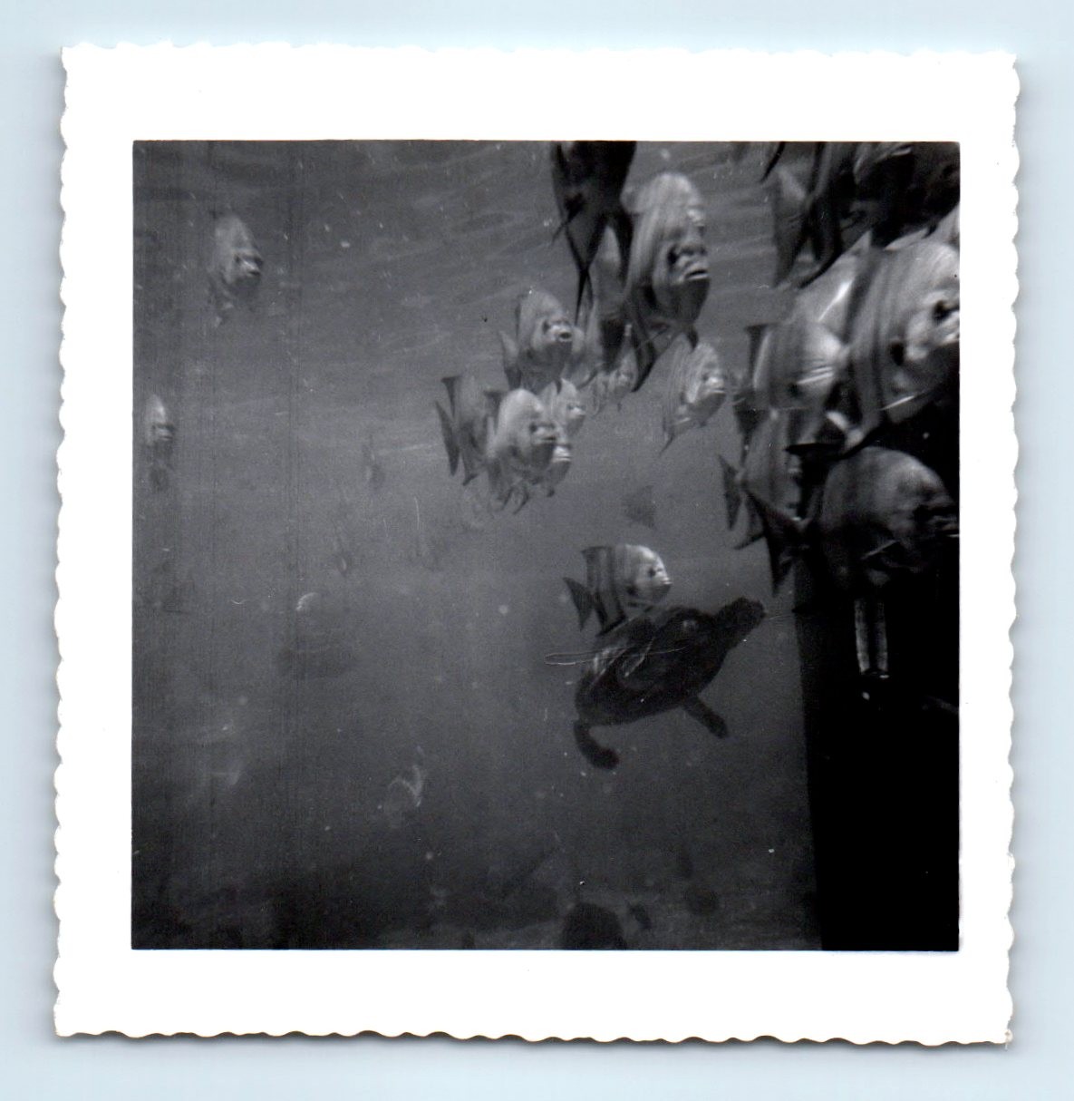 Old Vintage Square Photo ABSTRACT AQUARIUM SCHOOL OF FISH ORIGINAL PHOTOGRAPH Old Vintage Square Photo ABSTRACT AQUARIUM SCHOOL OF FISH ORIGINAL PHOTOGRAPH