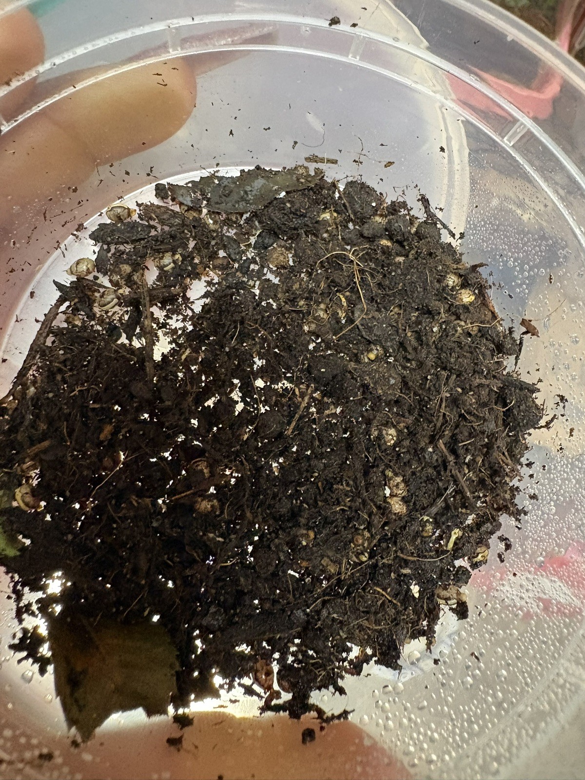 Extatosoma tiaratum * Giant prickly stick insect* eggs 15ct