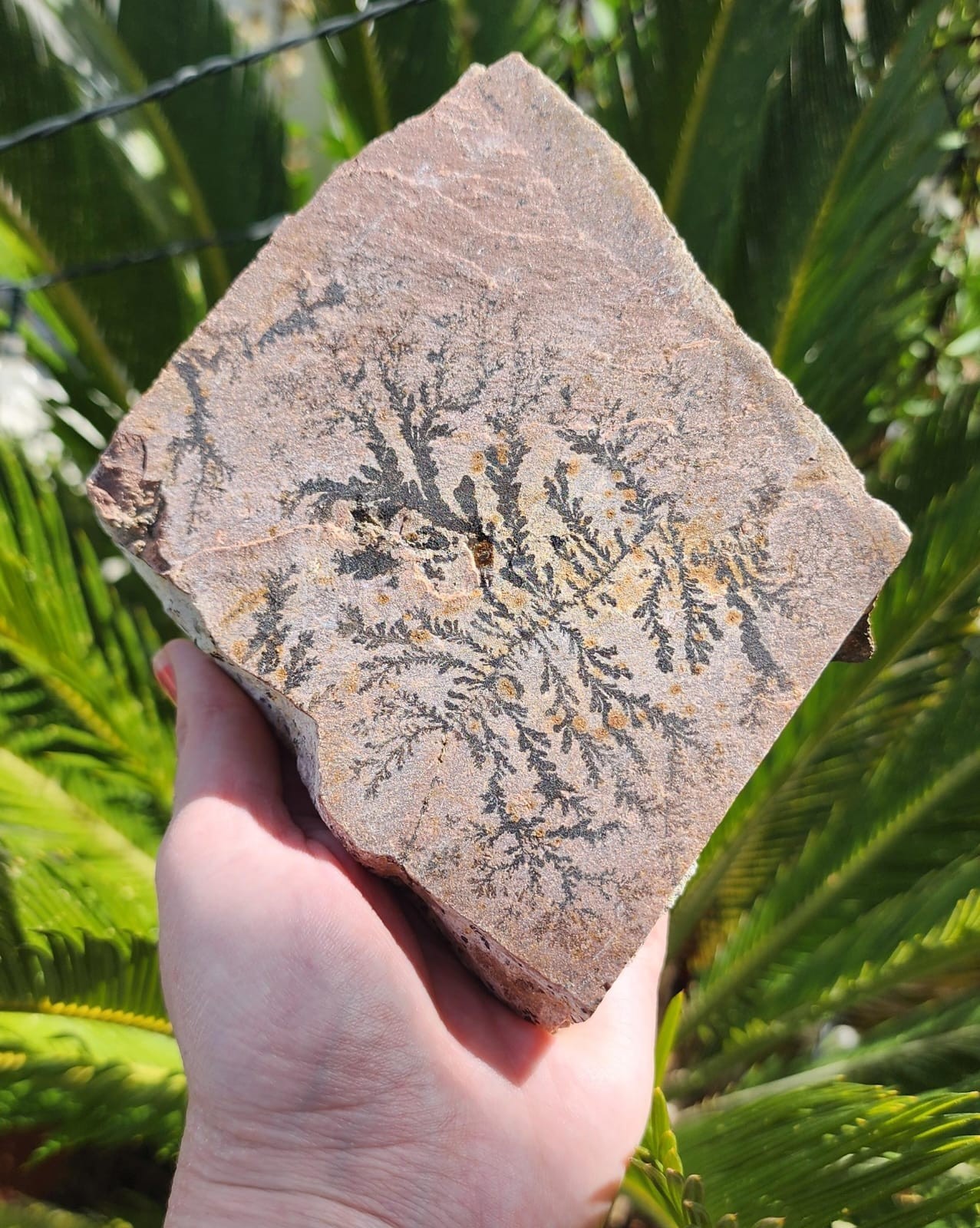 "Large Beautiful Authentic Stone from Mount Sinai – Rare Holy Land Collectible "Large Beautiful Authentic Stone from Mount Sinai – Rare Holy Land Collectible