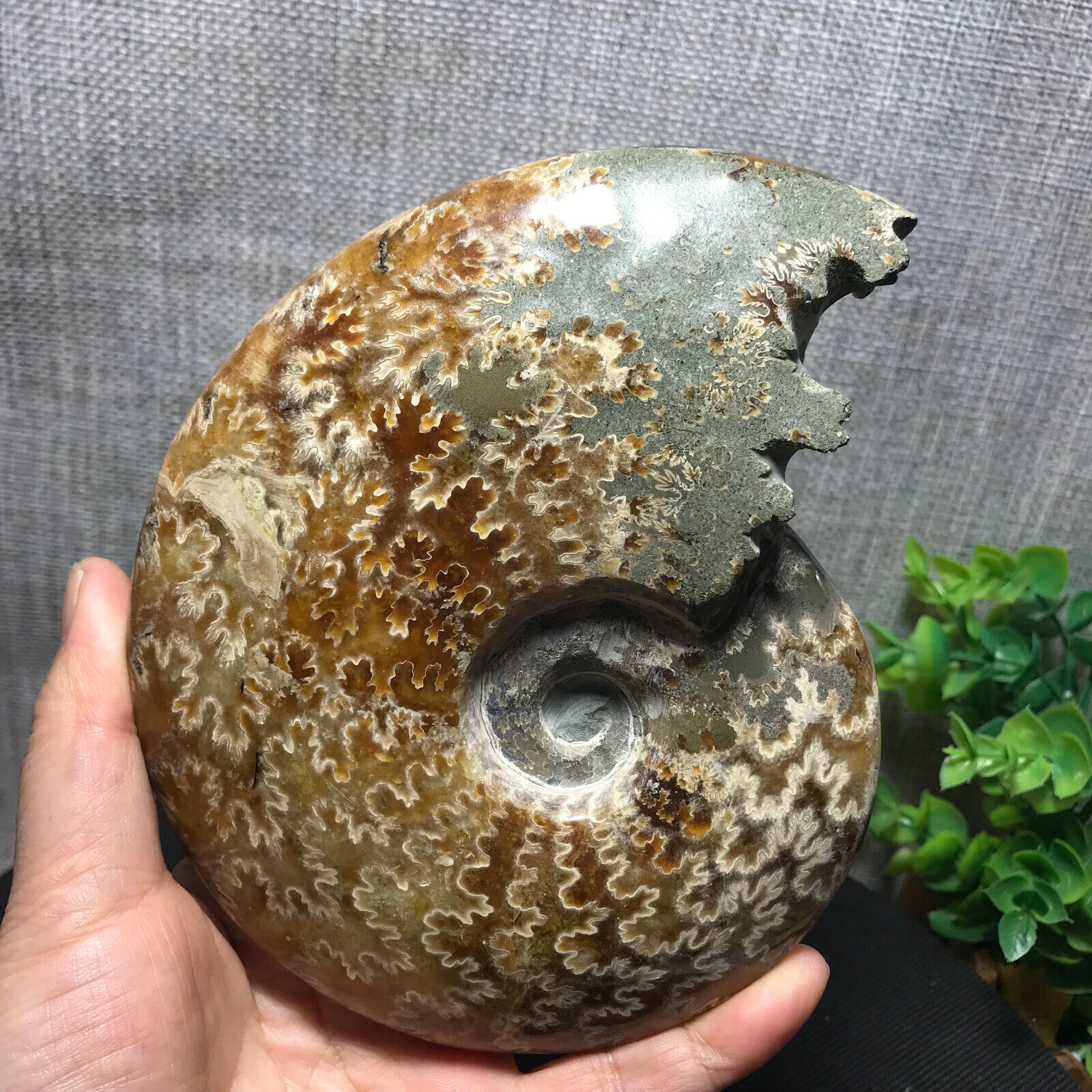630g Rare Natural polishing conch ammonite fossil specimens of Madagascar 120