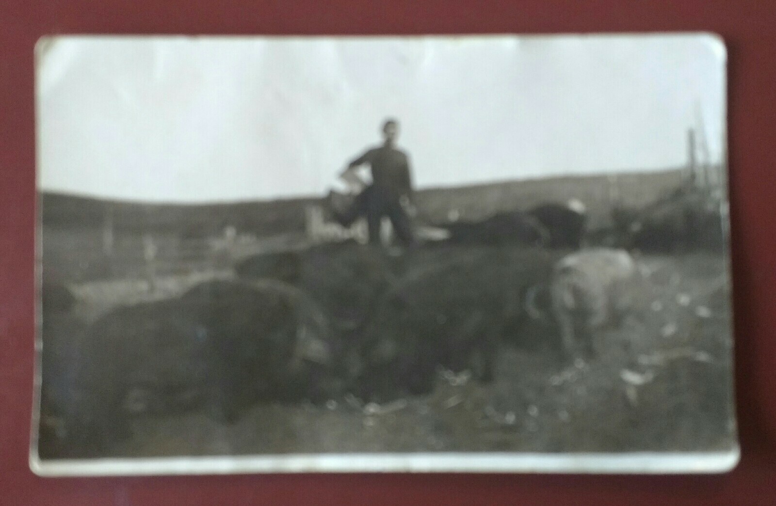 RPPC 1915 Man w/Hogs RPPC 1915 Man w/Hogs