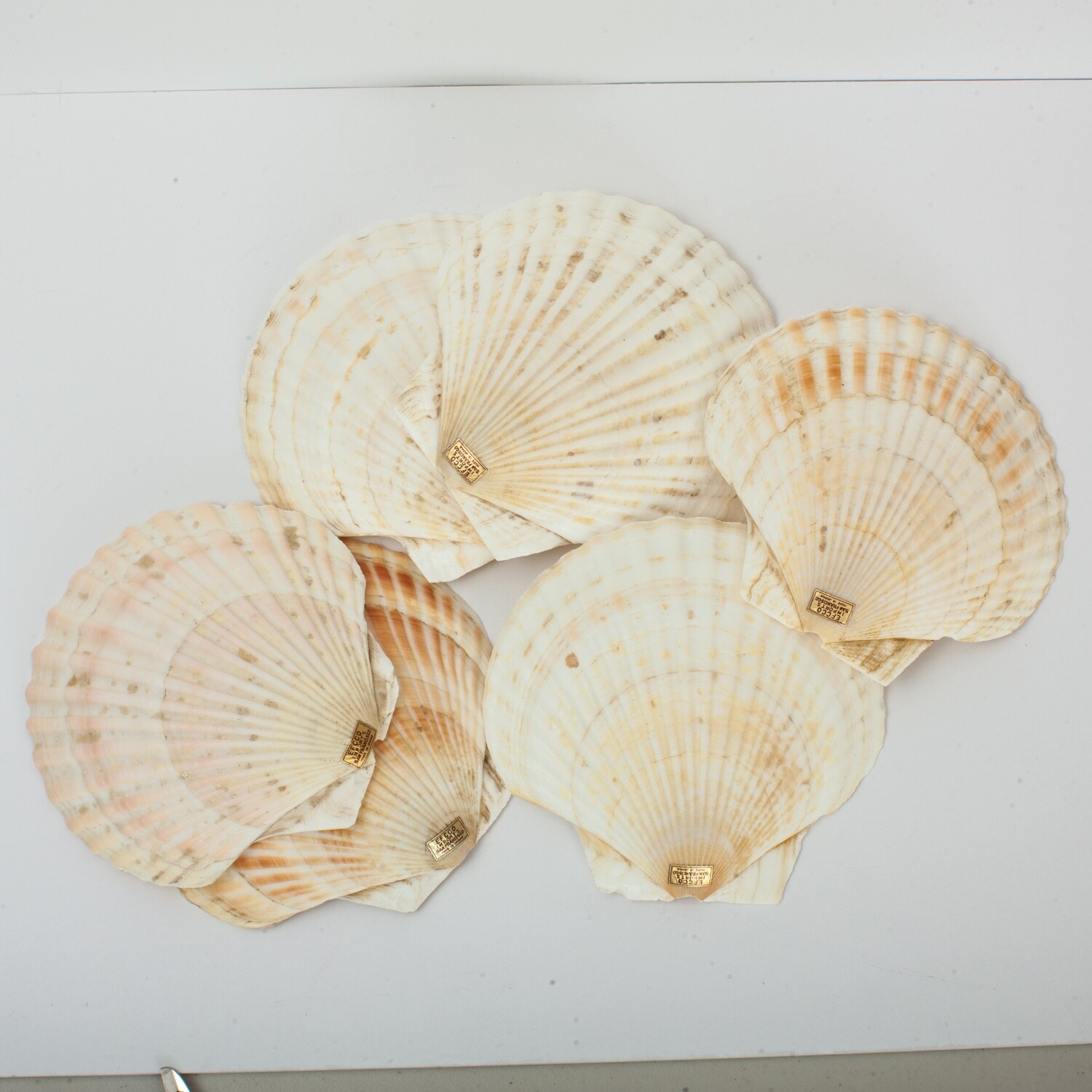 Natural Scallop Japan Vintage Set Of 6 Shells Efcco