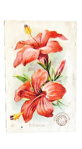 1898 J16 #29 Hibiscus, New Series Beautiful Flowers, Arm and Hammer 1898 J16 #29 Hibiscus, New Series Beautiful Flowers, Arm and Hammer