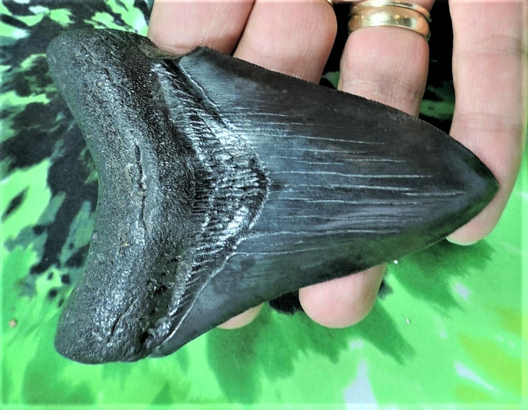 4 INCH REAL MEGALODON SHARK TOOTH BIG FOSSIL GIANT GENUINE SERRATED TEETH MEG 4 INCH REAL MEGALODON SHARK TOOTH BIG FOSSIL GIANT GENUINE SERRATED TEETH MEG