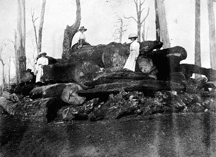 Nietta Tasmania 1915 - Three women sitting on logs Old Historic Photo