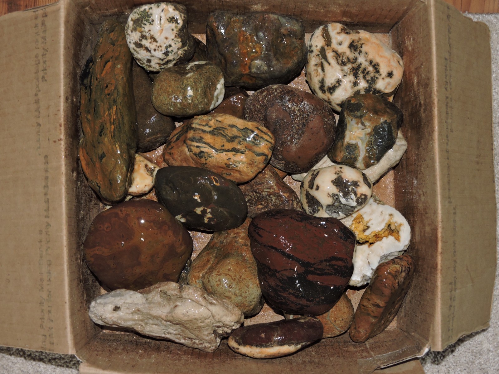 24LB+ VARIETY BOX of AGATIZED MIXED STONES from PNW. *WEST COAST ROCKS*