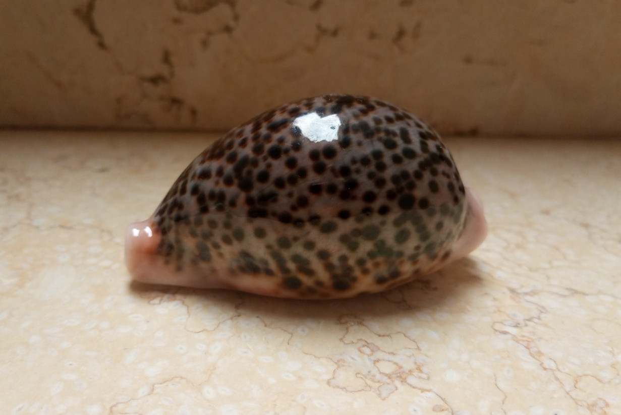 Cypraea pantherina GEM wow color 90 mm F++++ red sea shell super natural glossy Cypraea pantherina GEM wow color 90 mm F++++ red sea shell super natural glossy