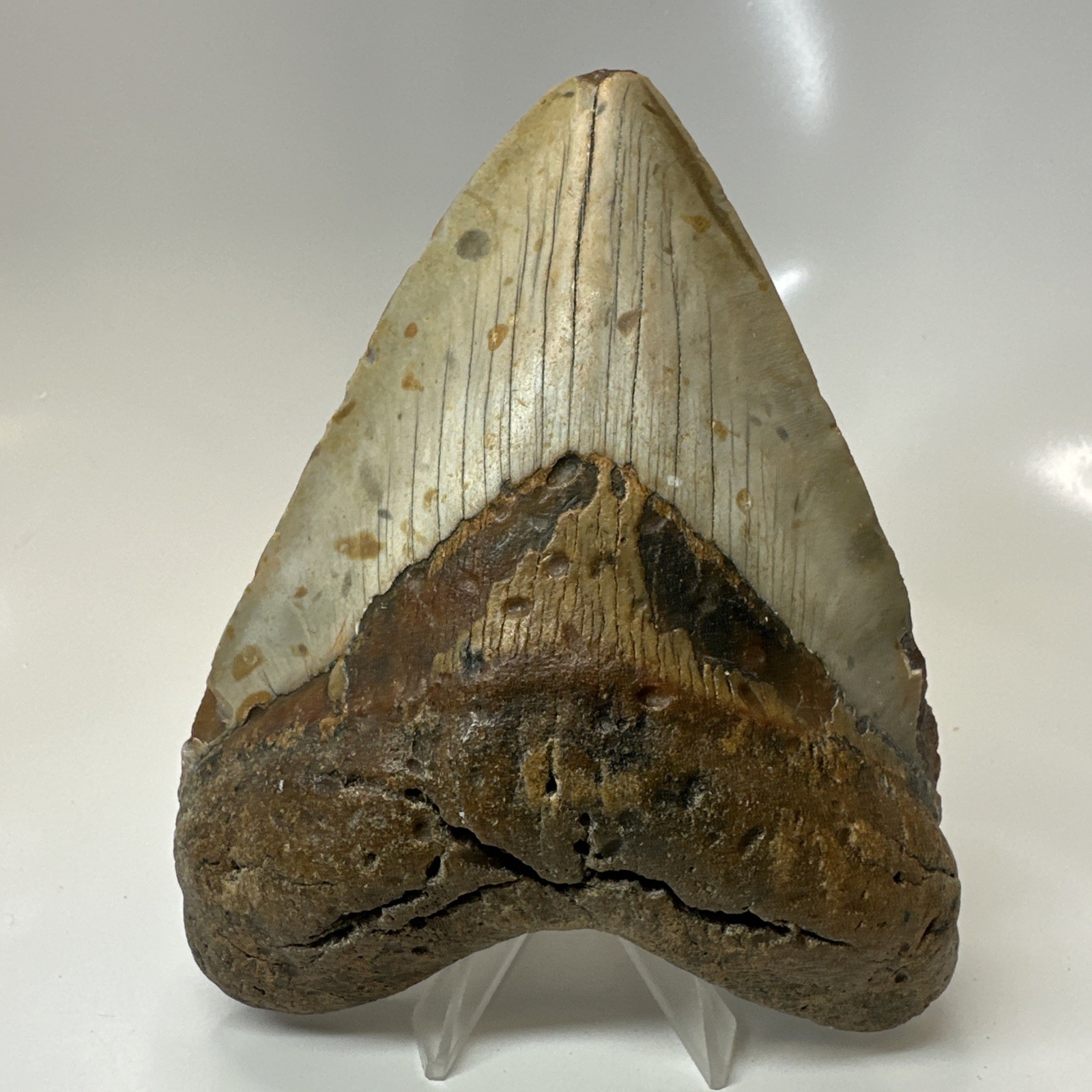 Megalodon Shark Tooth 5.25 Inch - Beautiful - Authentic Fossil - Massive 20596