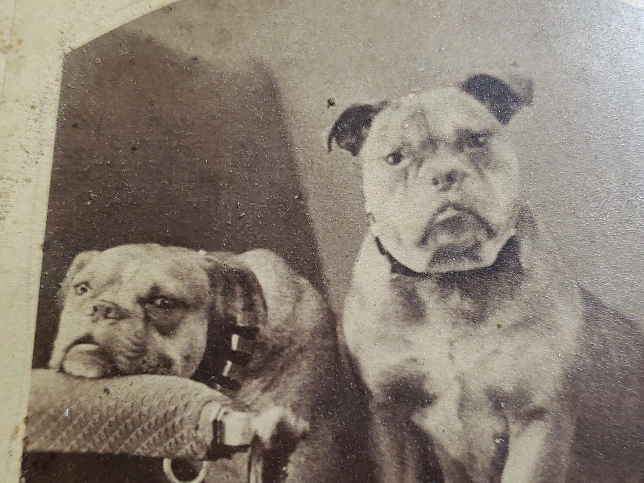 Antique 1870s Abraham Bogardus NY Cabinet Card Gilt Logo Back Bulldogs Portrait Antique 1870s Abraham Bogardus NY Cabinet Card Gilt Logo Back Bulldogs Portrait