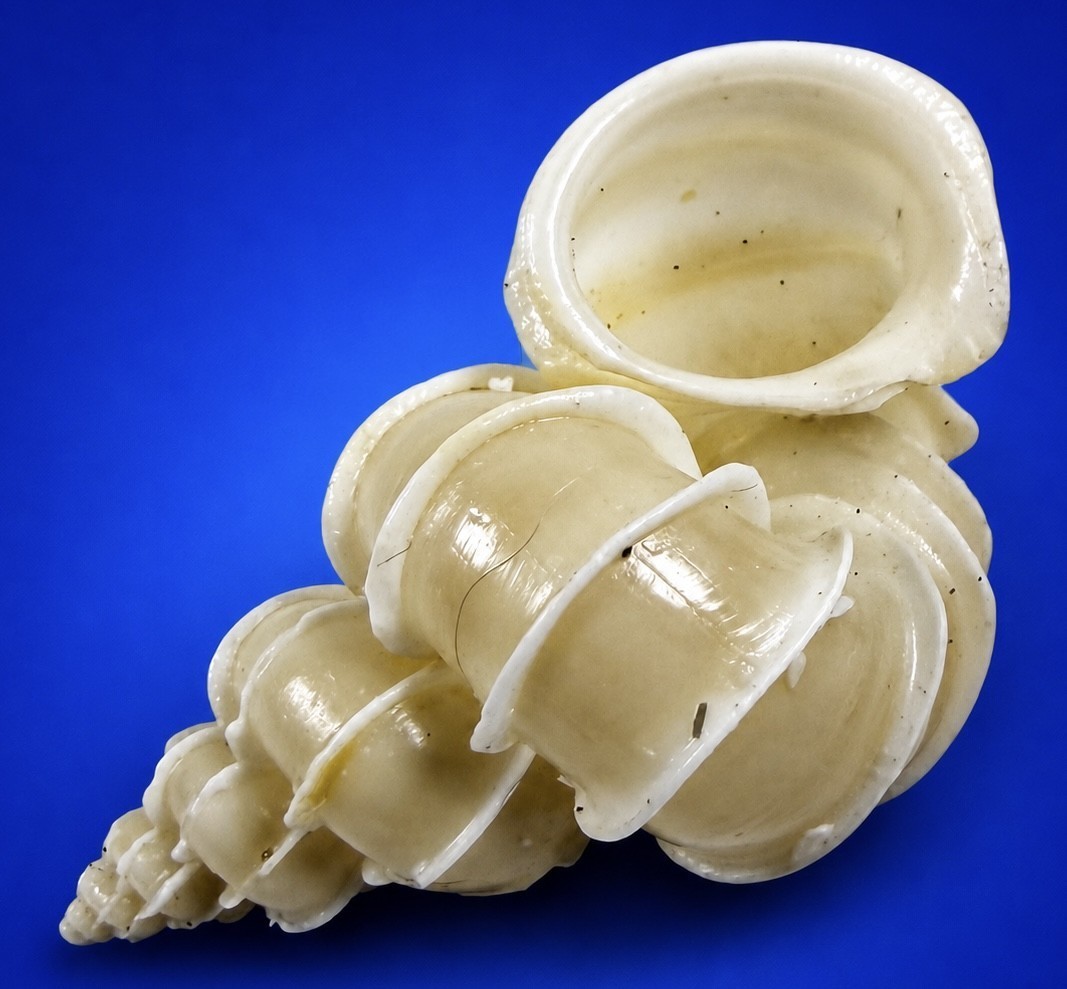 Wentletrap Shell 42.7 mm Epitonium Scalare Precious Wentletrap Wentletrap Shell 42.7 mm Epitonium Scalare Precious Wentletrap