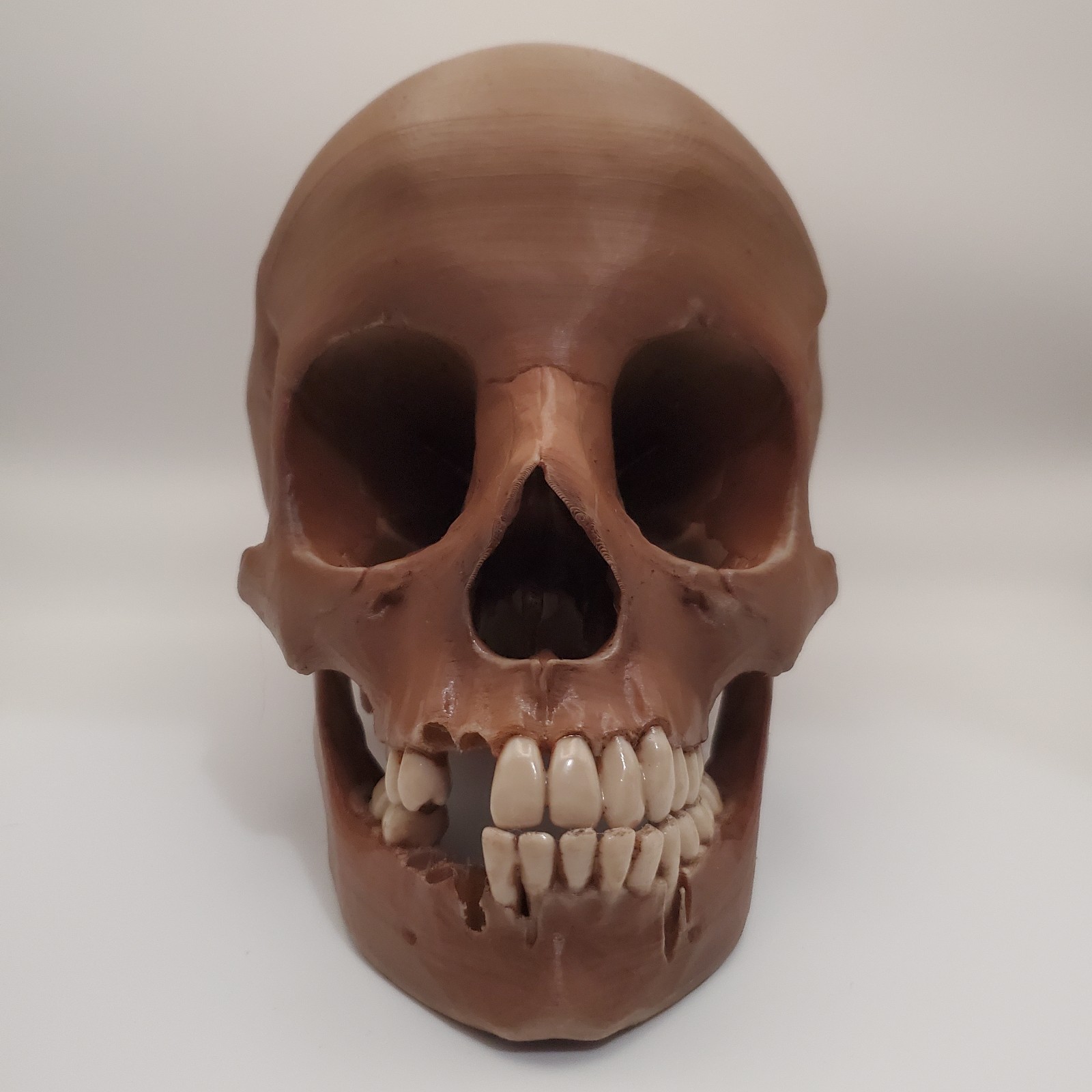 Realistic Human Skull Anatomic Display Model Prop Replica 3D Print Realistic Human Skull Anatomic Display Model Prop Replica 3D Print