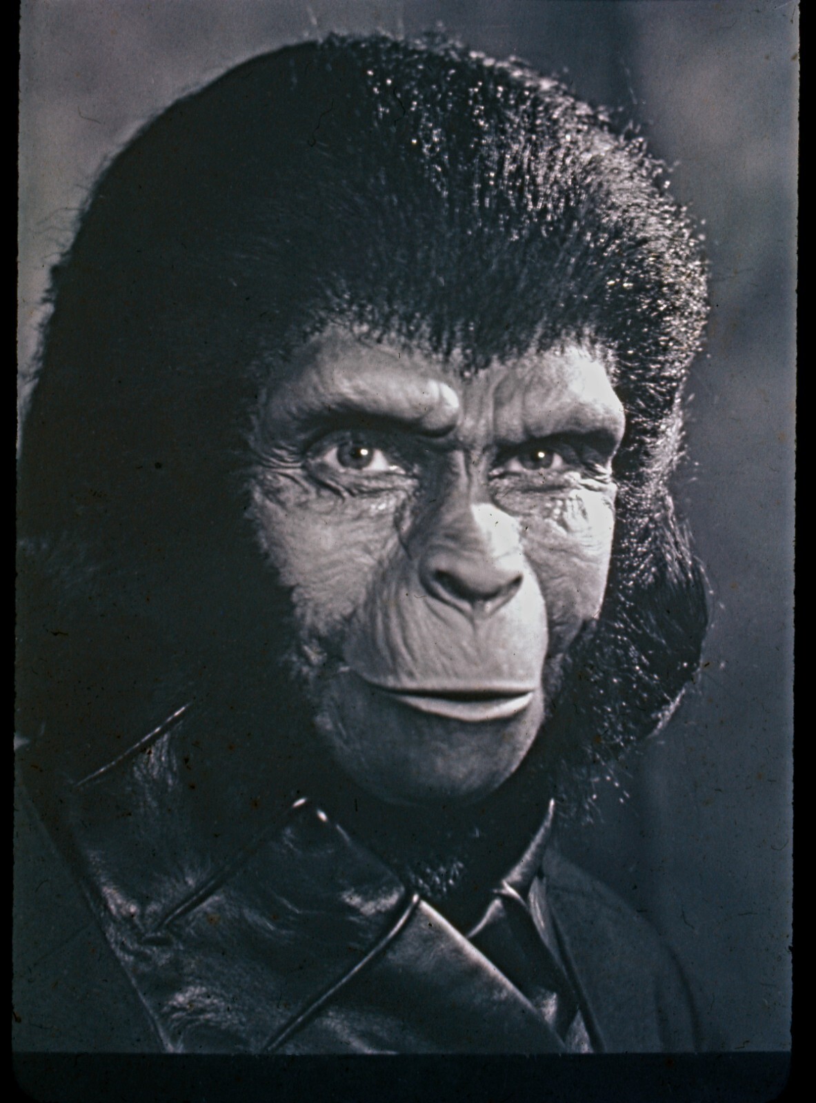 Kim Hunter Zira Planet Of The Apes 8x12 giclee photo Kim Hunter Zira Planet Of The Apes 8x12 giclee photo