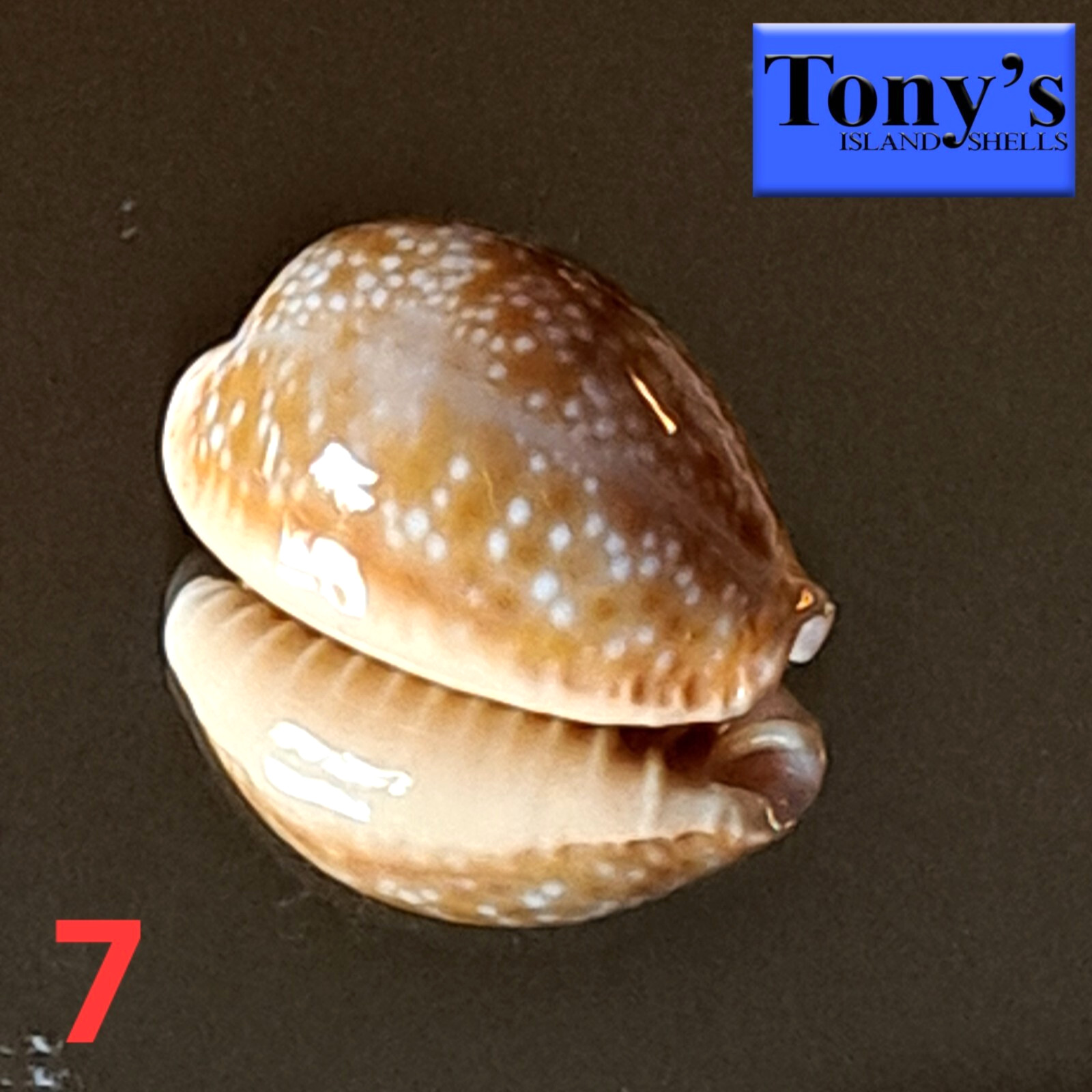 Cypraea helvola hawaiiensis #7 22.7mm EXQUISITE BEAUTY from Hawaii Cypraea helvola hawaiiensis #7 22.7mm EXQUISITE BEAUTY from Hawaii