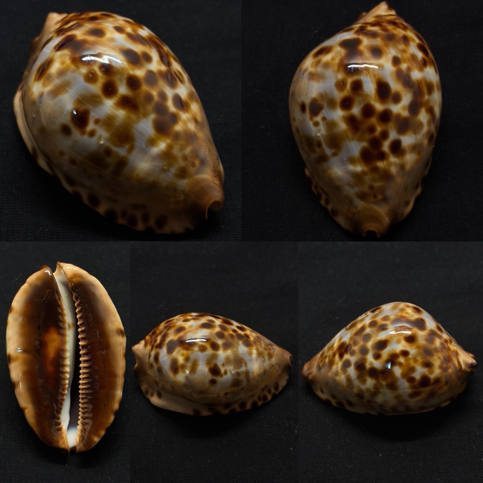 Cypraea Zoila jeaniana f. sherylae Sea Shell, 68.5mm Cypraea Zoila jeaniana f. sherylae Sea Shell, 68.5mm
