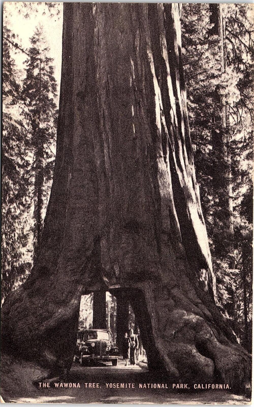 c1910 YOSEMITE NATIONAL PARK CALIFORNIA THE WAWONA TREE POSTCARD 42-23
