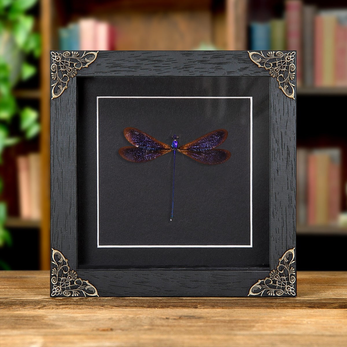 Taxidermy Damselfly in Baroque Style Frame (Vestalis luctuosa) Taxidermy Damselfly in Baroque Style Frame (Vestalis luctuosa)