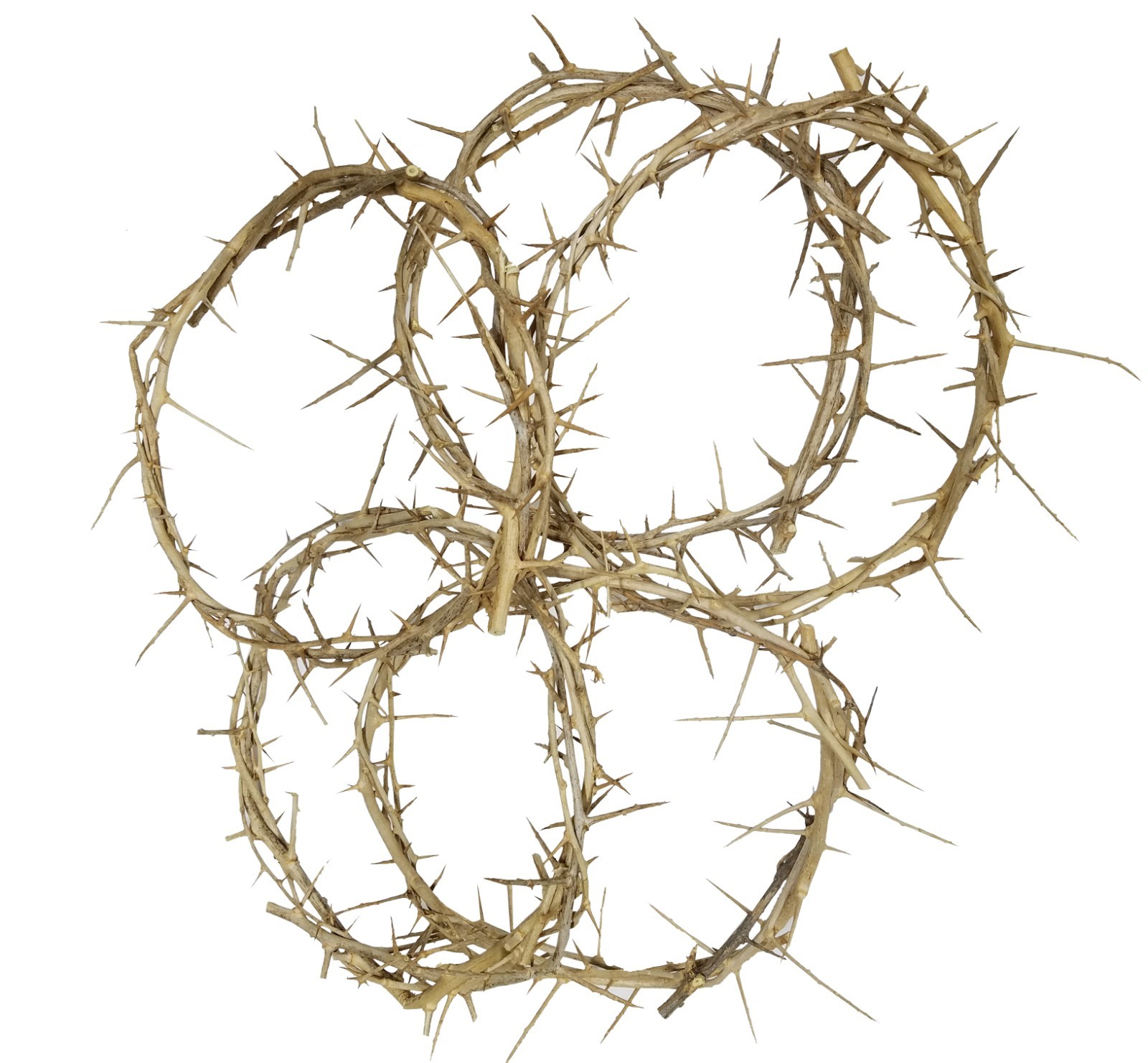5 x Authentic Biblical Lifesize 8" Crown of Thorns from Jerusalem w/ Certificate