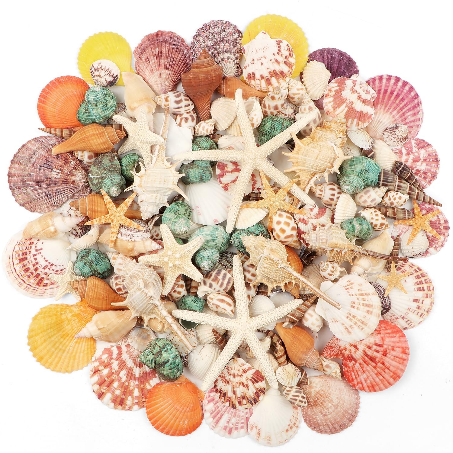 1.5 LB Mixed Beach Sea Shells, 130+ PCS Natural Seashells Starfish 1.5 LB Mixed Beach Sea Shells, 130+ PCS Natural Seashells Starfish