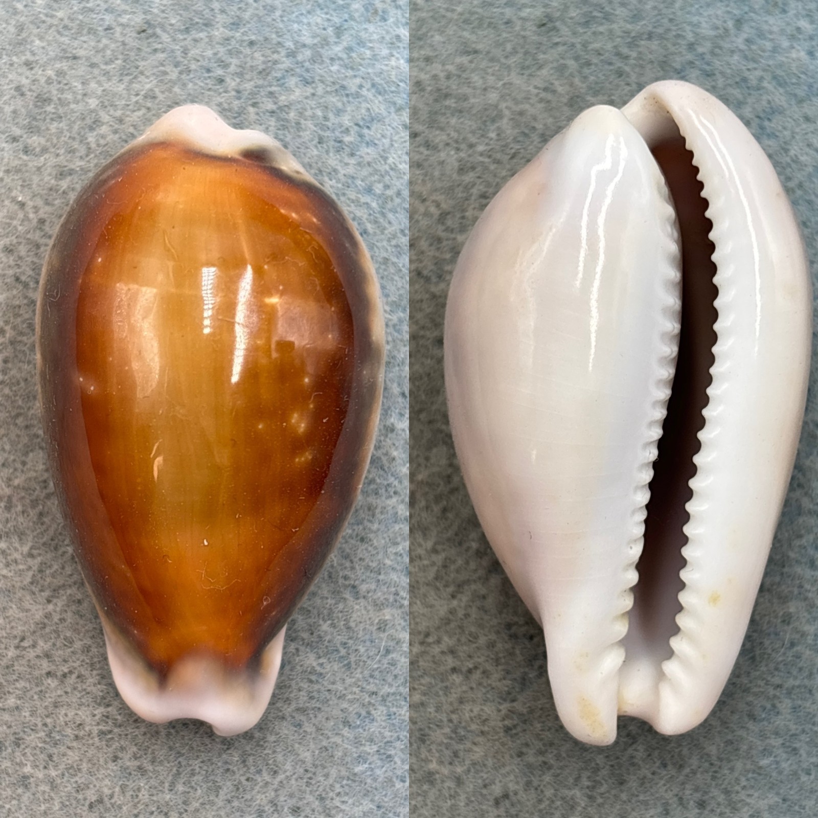 #7 Cypraea spadicea 49.7mm F++ California California #7 Cypraea spadicea 49.7mm F++ California California