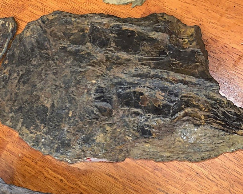 Incredibly rare med dorsal plate Placoderm armor - Arthrodira - Dunkleosteus sp Incredibly rare med dorsal plate Placoderm armor - Arthrodira - Dunkleosteus sp