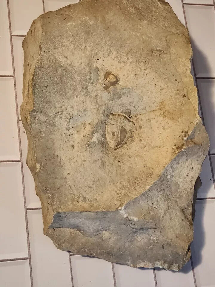 Rare Isotelus Iowaian Block with one exposed Trilobite to Prepare, Elgin, Iowa