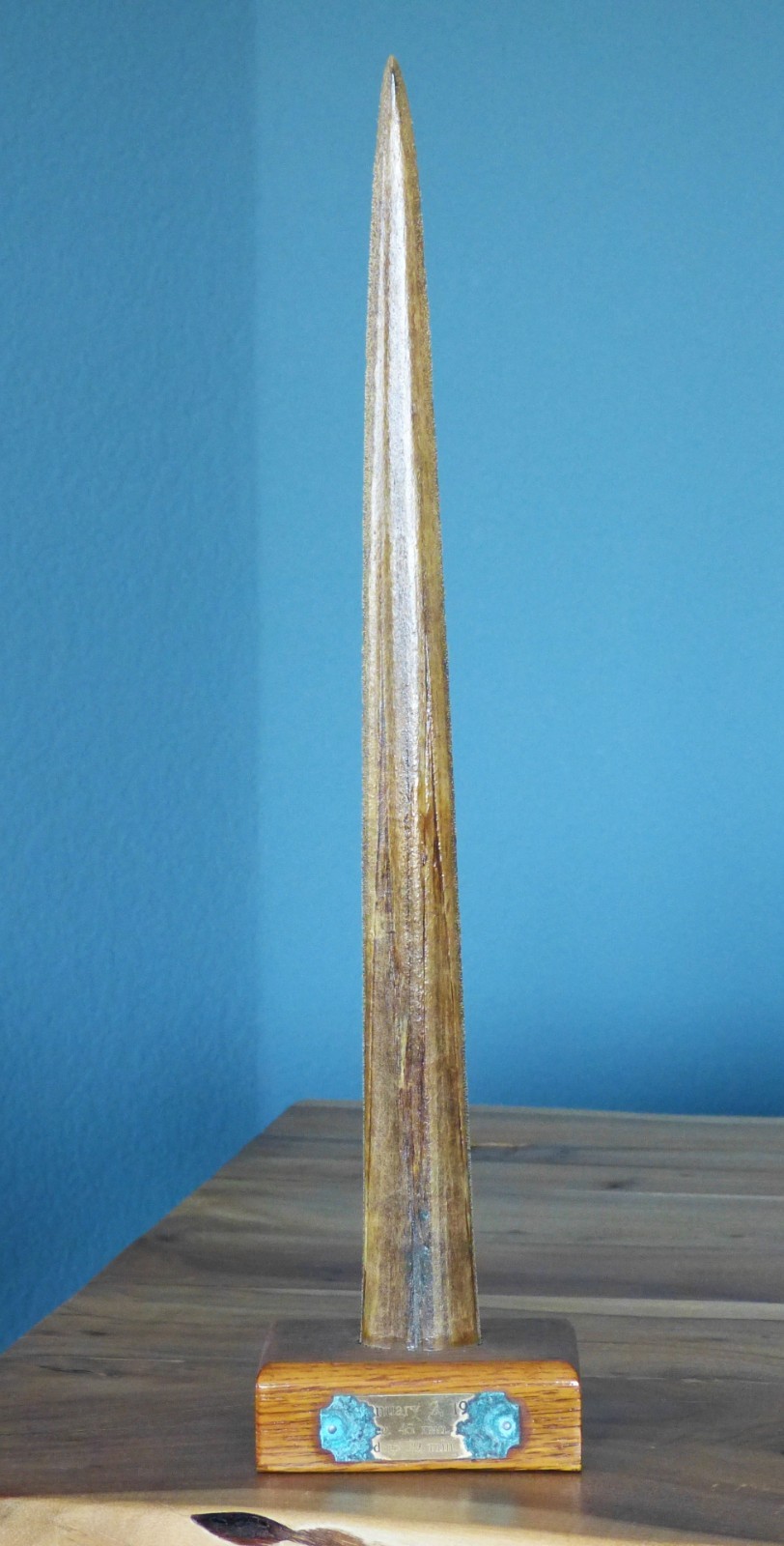 Vintage Large Black Marlin Bill mounted trophy, 21 3/4”