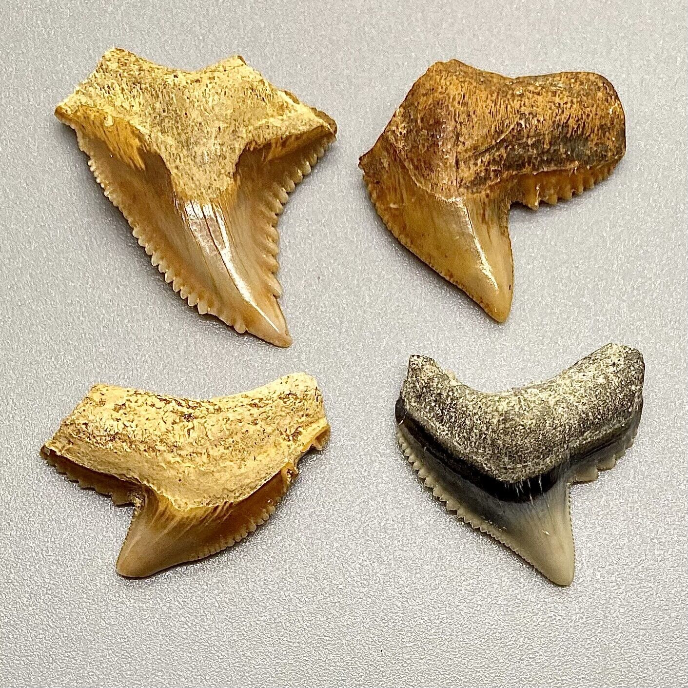Group of colorful, sharply serrated miscellaneous Fossil Teeth - Indonesia