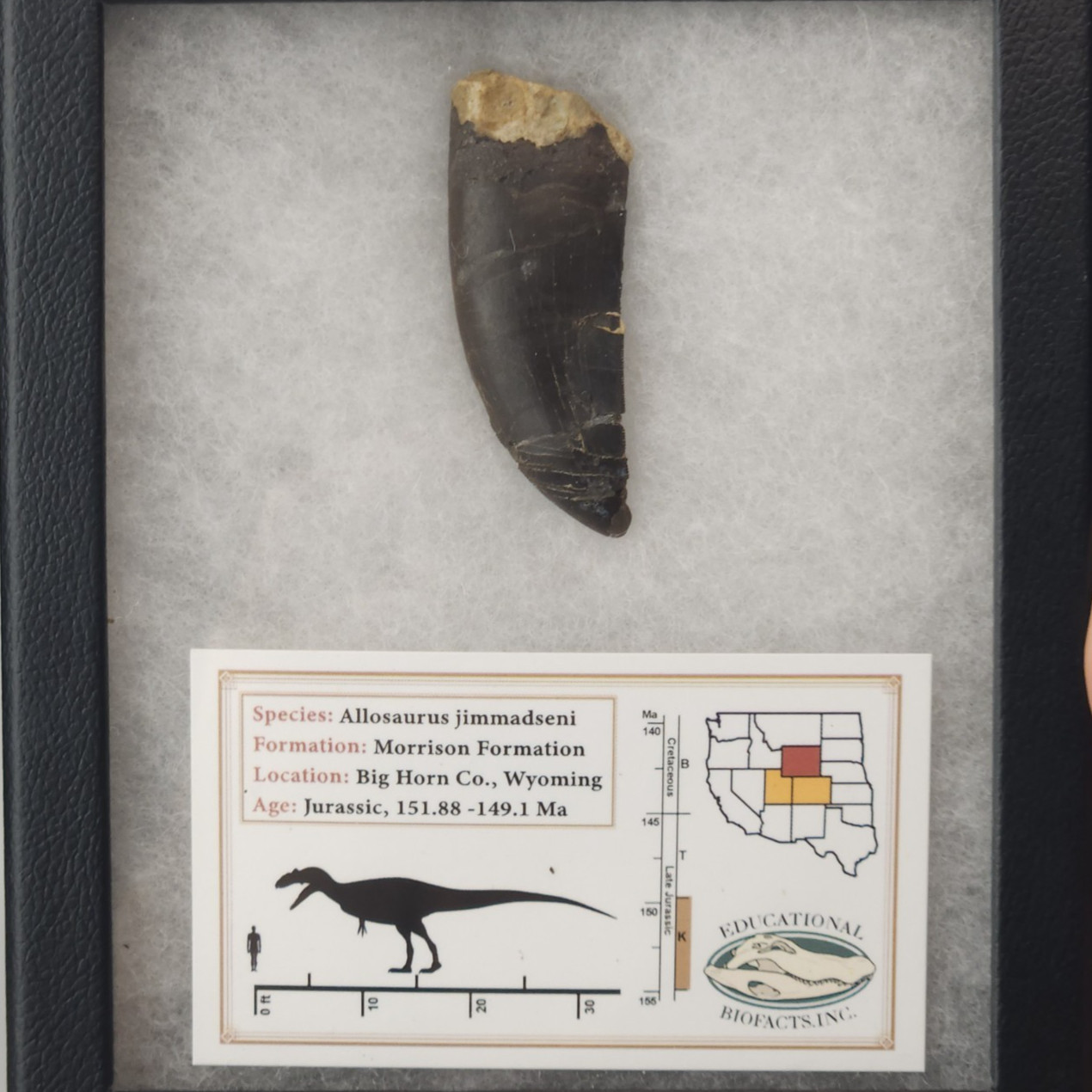 Allosaurus 2.30" Tooth Fossil - Personal Dig - Morrison Fm - Big Horn Co, WY Allosaurus 2.30" Tooth Fossil - Personal Dig - Morrison Fm - Big Horn Co, WY