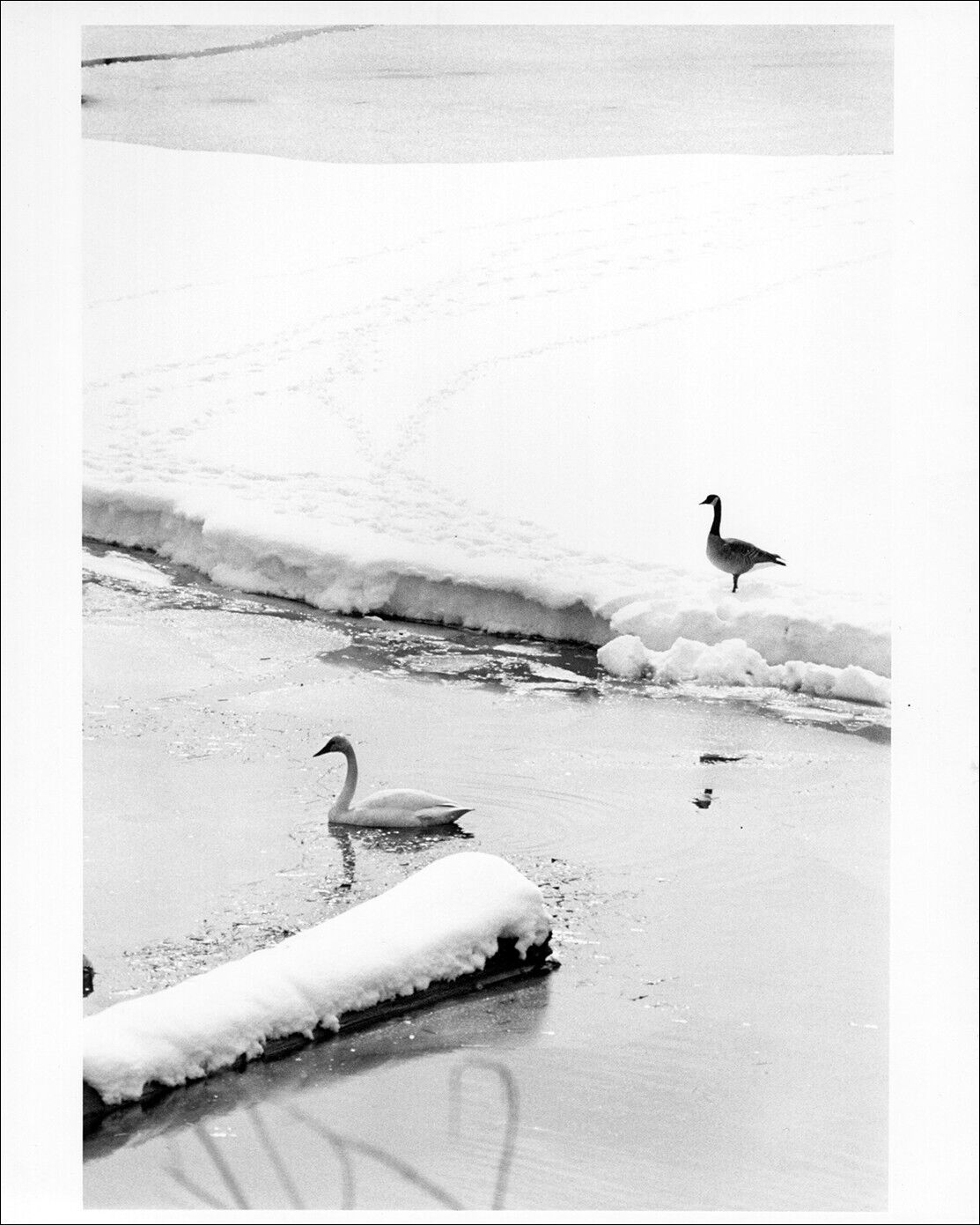 Original vintage artist proof print of swan from film 1983 Sutherland