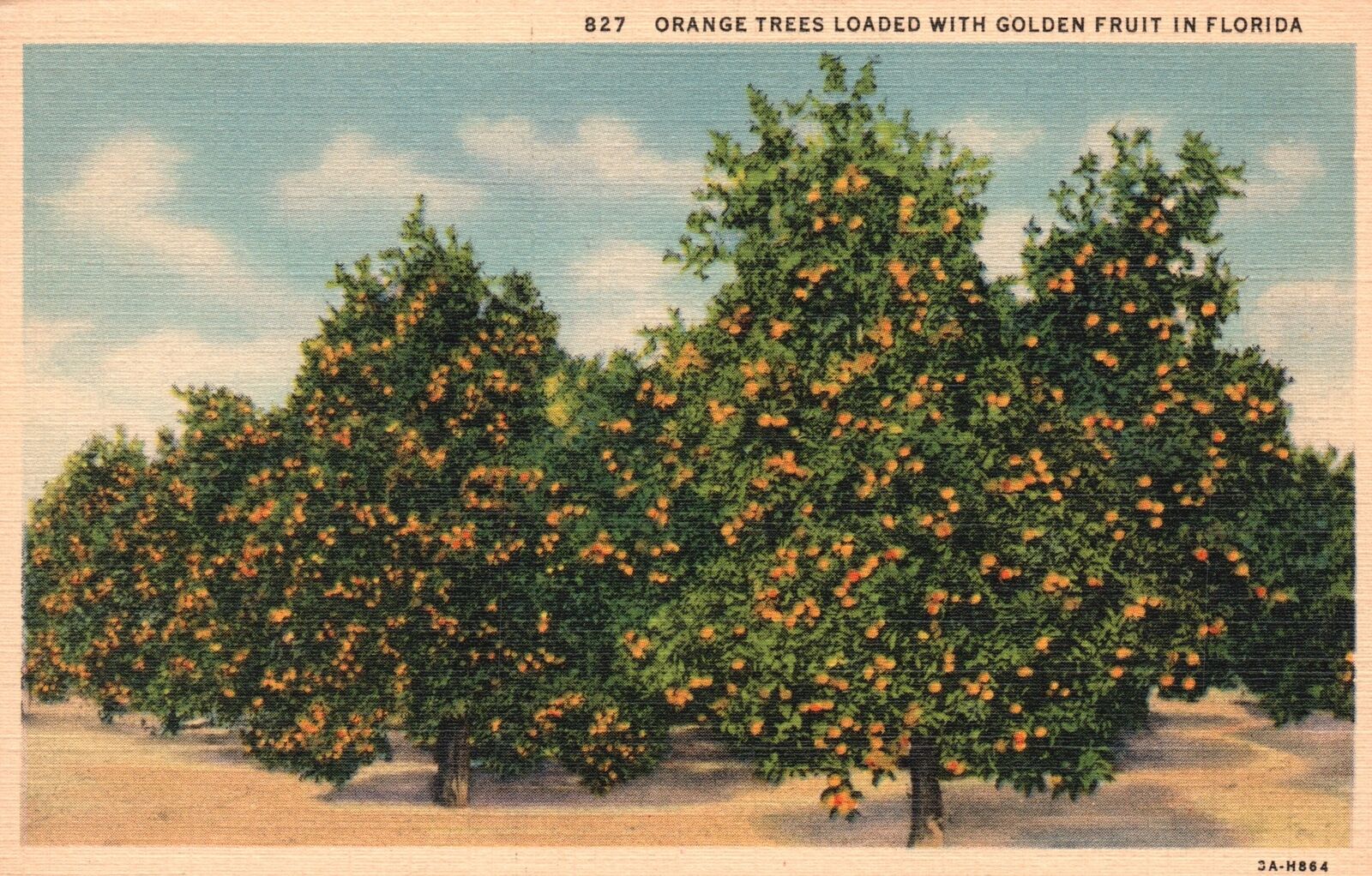 Vintage Postcard Orange Trees Loaded With Golden Fruit In Florida Tropical Fruit