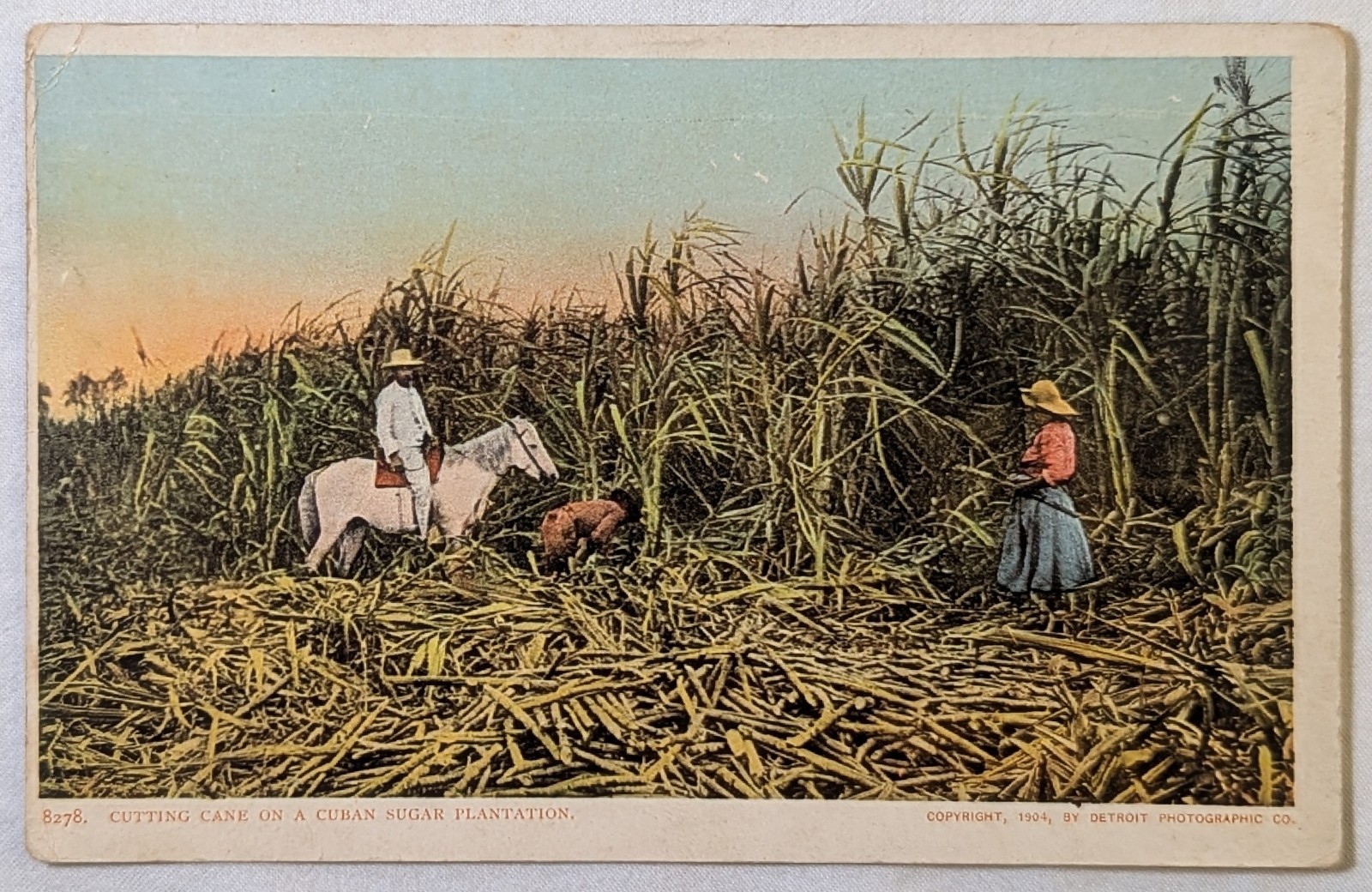 Cuban Sugar Plantation 1904 Detroit Photographic Postcard 8278 Cutting Cane Vtg Cuban Sugar Plantation 1904 Detroit Photographic Postcard 8278 Cutting Cane Vtg