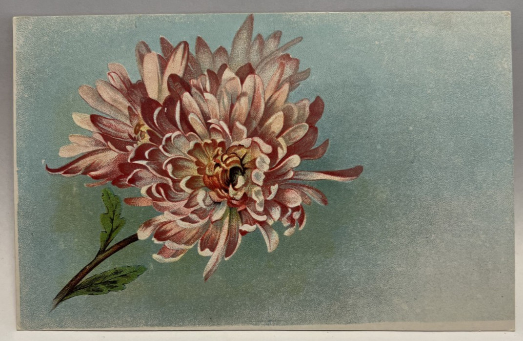 Pink Chrysanthemum Flowers, Bee, Vintage Postcard Pink Chrysanthemum Flowers, Bee, Vintage Postcard