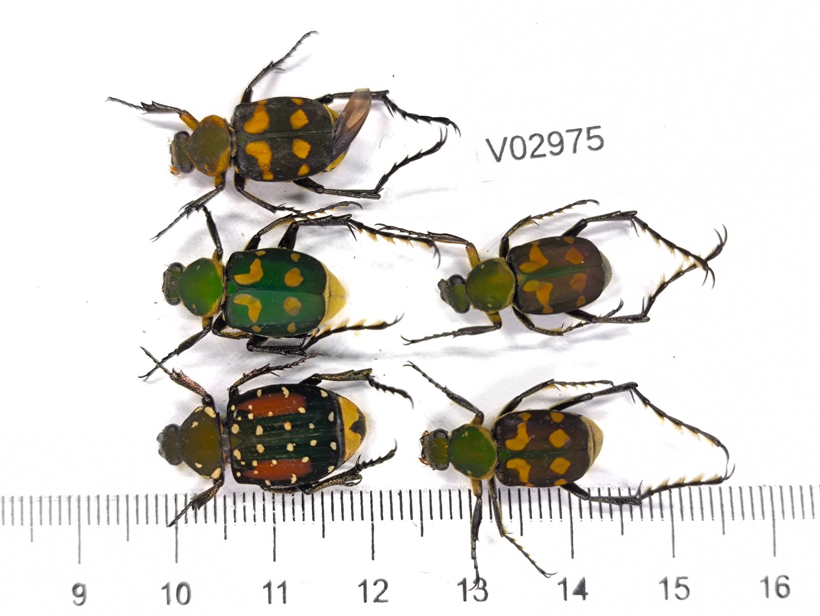 V02975. Unmounted insects: Cetoniidae sp. North Vietnam