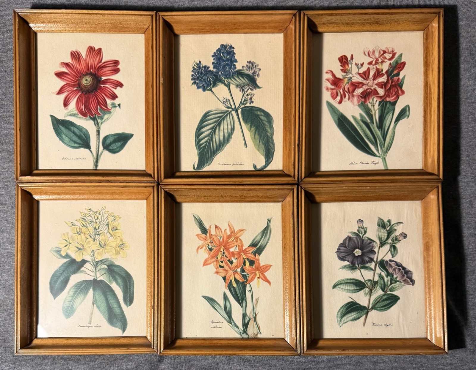 6 Vintage Joseph Paxton Botanical Prints | Turner Wall Accessories Petite Frames 6 Vintage Joseph Paxton Botanical Prints | Turner Wall Accessories Petite Frames