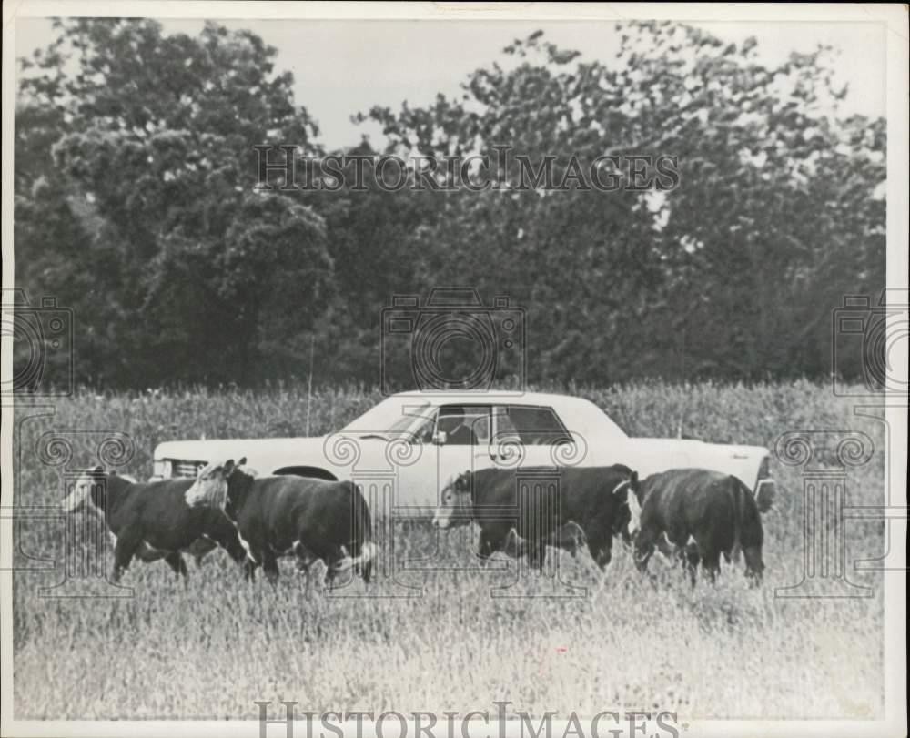 1968 Press Photo President Lyndon Johnson herding cattle by car on LBJ Ranch 1968 Press Photo President Lyndon Johnson herding cattle by car on LBJ Ranch