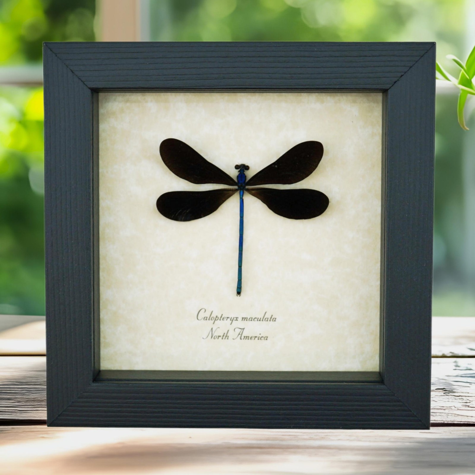 Ebony Jewelwing Damselfly Calopteryx maculata North American Insect Framed Ebony Jewelwing Damselfly Calopteryx maculata North American Insect Framed