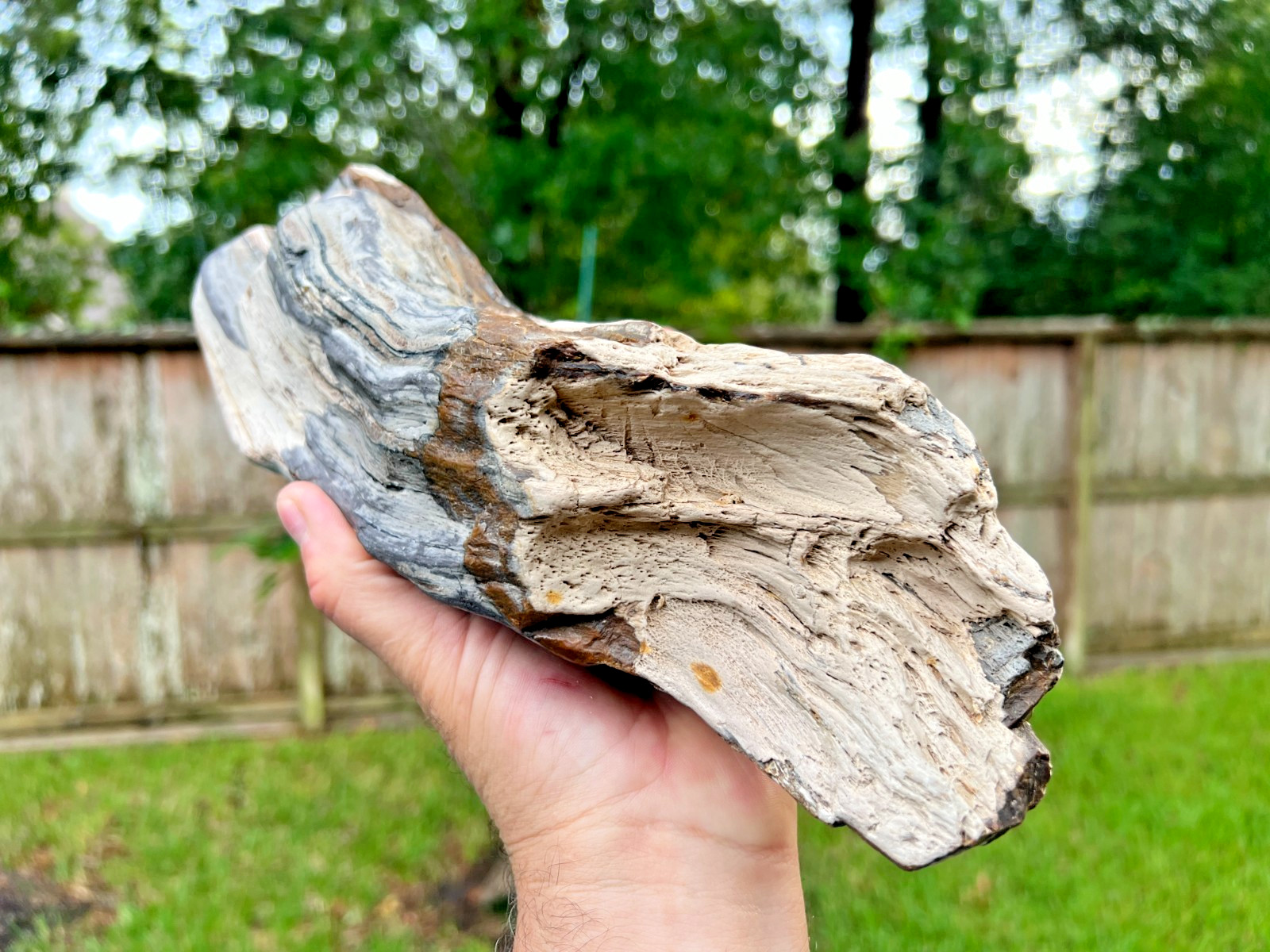 Texas Petrified Wood 13" Multi-Color Agatized Large Fossil Branch Brazos County Texas Petrified Wood 13" Multi-Color Agatized Large Fossil Branch Brazos County