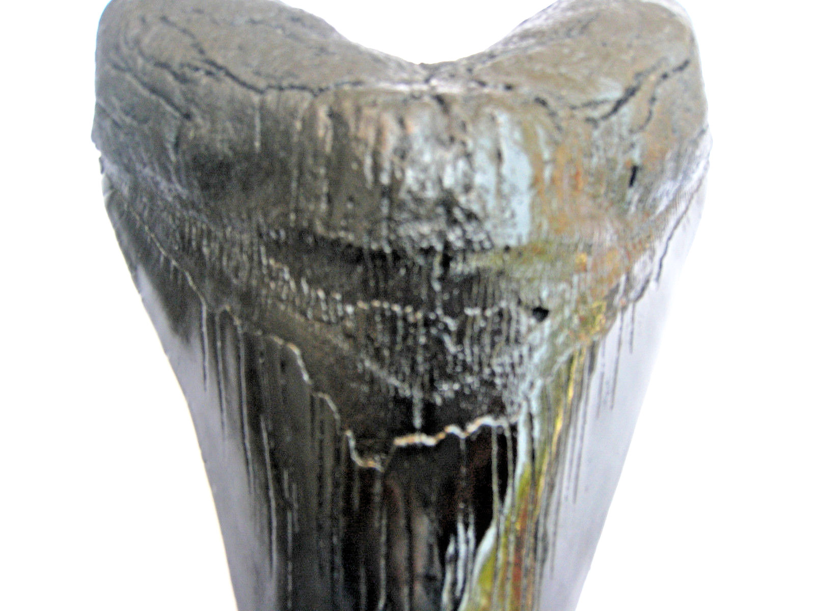 7 INCH LONG MEGALODON TOOTH REPLICA BIG FOSSIL GIANT RELIC TEETH HUGE SHARK NEW 7 INCH LONG MEGALODON TOOTH REPLICA BIG FOSSIL GIANT RELIC TEETH HUGE SHARK NEW
