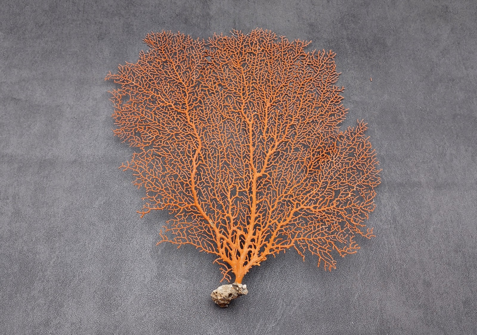 Red Orange Sea Fan Coral Echinogorgia SP (1 fan approx. 10-11+ inches) Red Orange Sea Fan Coral Echinogorgia SP (1 fan approx. 10-11+ inches)