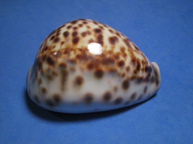 Cypraea tigris (Linnaeus,1758) "BEAUTIFUL" (82.1mm) Cypraea tigris (Linnaeus,1758) "BEAUTIFUL" (82.1mm)