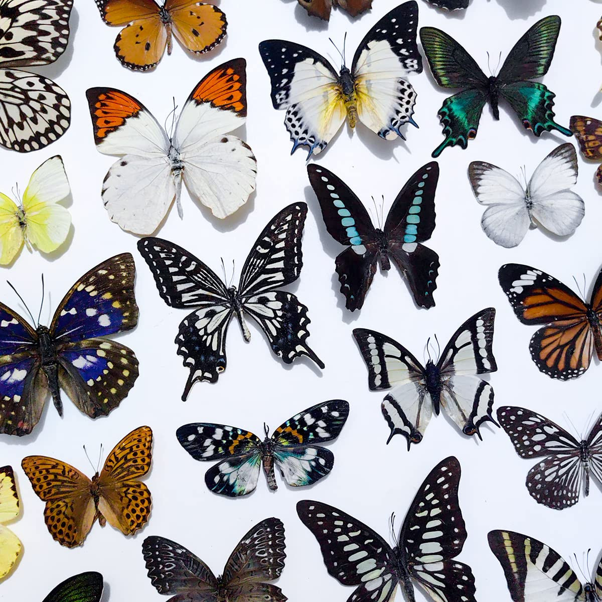 20Pcs of Real Dried Dead Butterflies with Spread Wings Shaped Natural 20Pcs of Real Dried Dead Butterflies with Spread Wings Shaped Natural