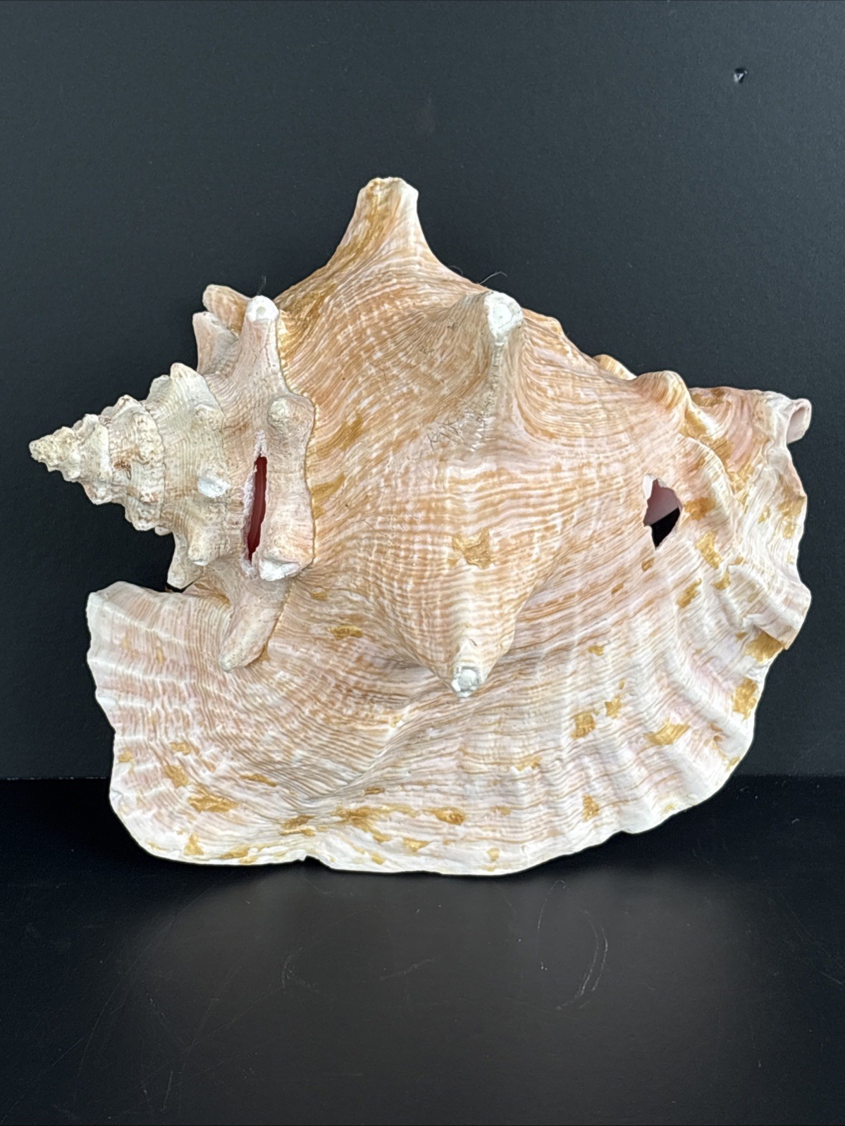 Vintage Natural Queen Conch Large Pink Shell Nautical Beach Coastal Decor Ocean Vintage Natural Queen Conch Large Pink Shell Nautical Beach Coastal Decor Ocean