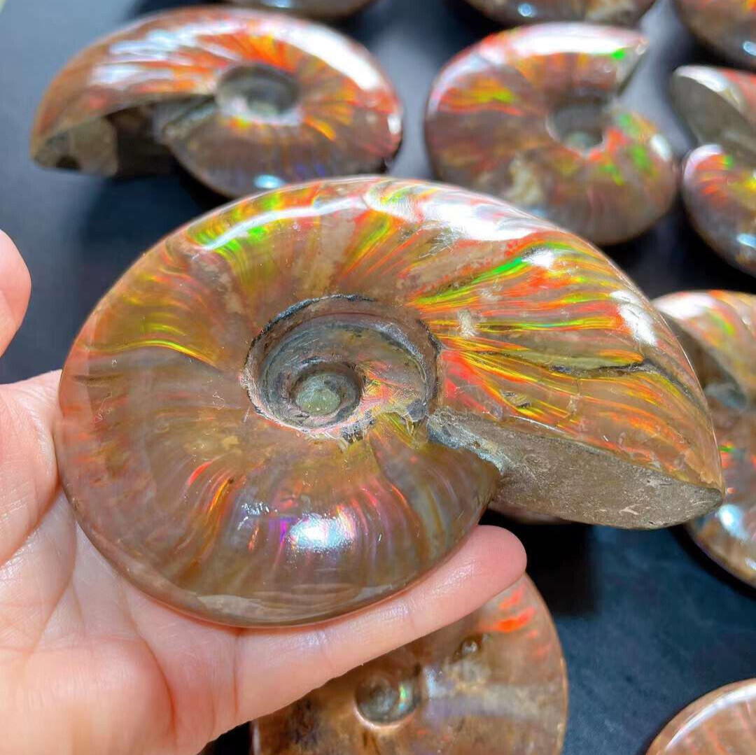 A++ 1pc Natural Color Fossil Conch Quartz Crystal Mineral Specimen Healing Decor A++ 1pc Natural Color Fossil Conch Quartz Crystal Mineral Specimen Healing Decor