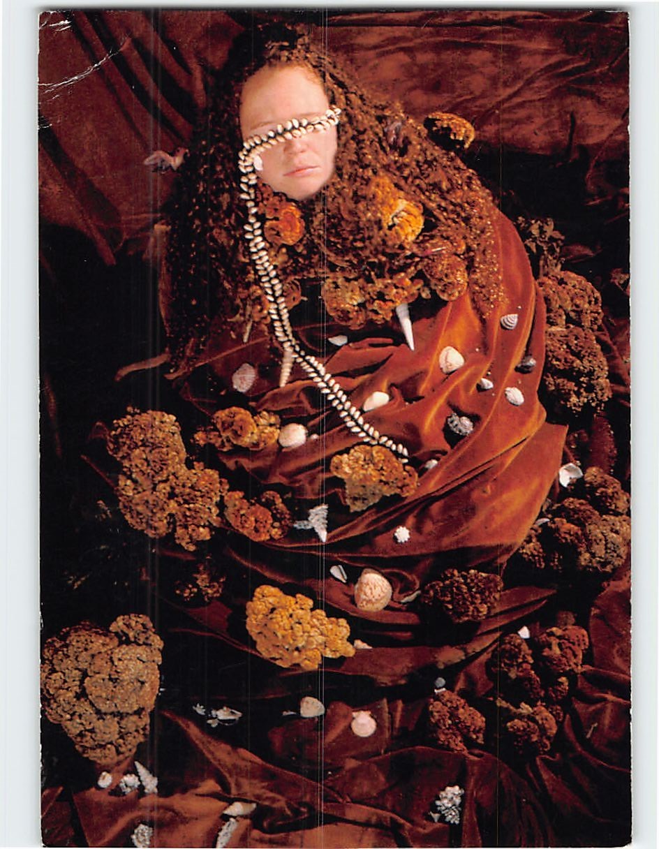 Postcard Cockscomb Photo by Linda Adele Goodine