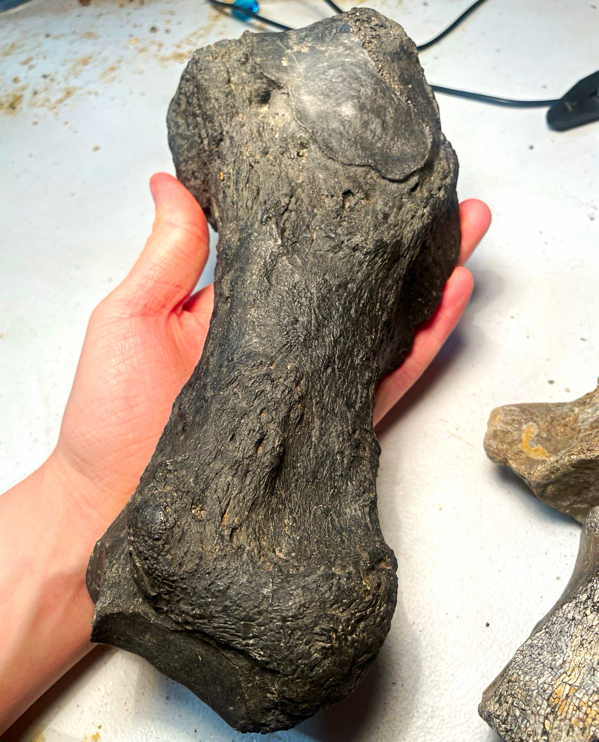 GIANT SLOTH HAND BONE. Florida fossil eremotherium metapodial GIANT SLOTH HAND BONE. Florida fossil eremotherium metapodial