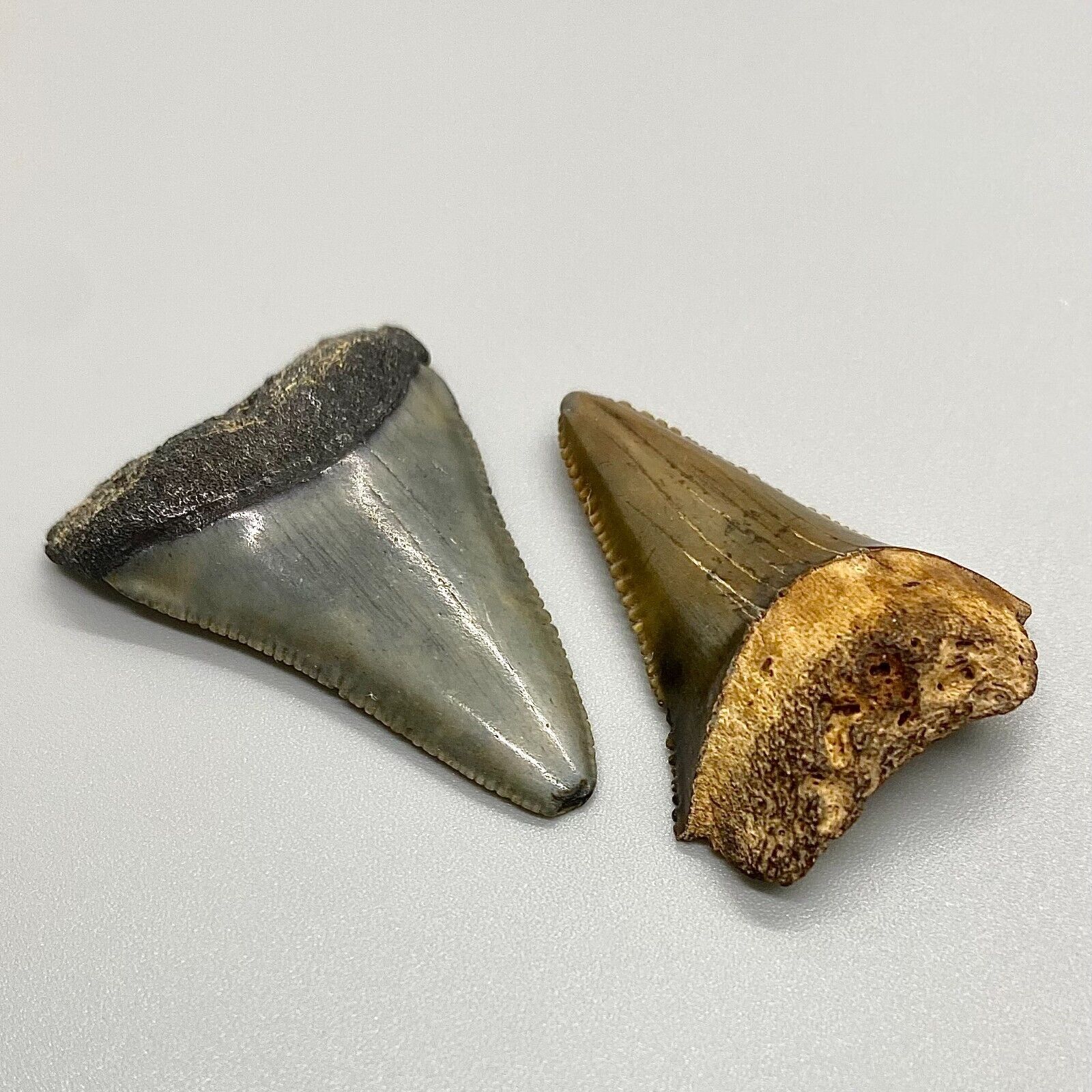 Pair of colorful, serrated Fossil GREAT WHITE Shark Teeth - St. John\'s- FL