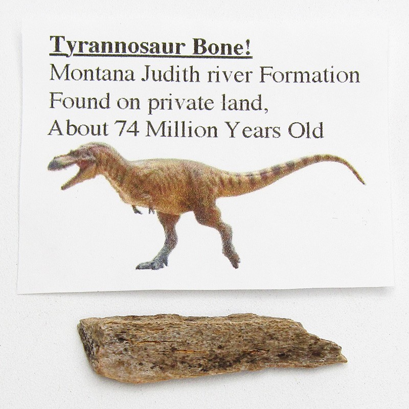 Tyrannosaurus T-Rex dinosaur bone authentic extinct fossil specimen 74 million
