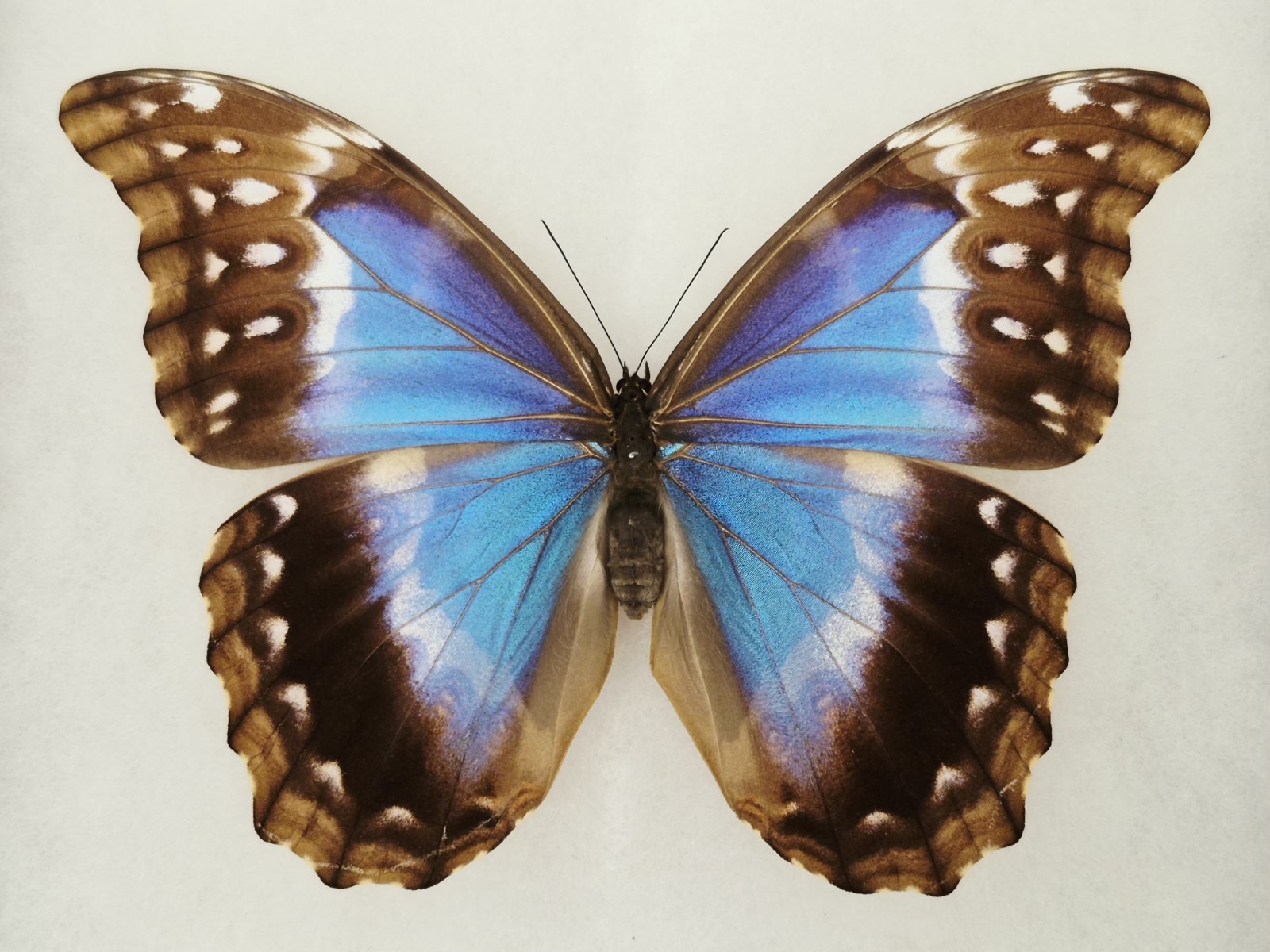 AMAZING MORPHO DIDIUS FEMALE A1 RARE FORM MOUNTED RIKER FRAMED #2 AMAZING MORPHO DIDIUS FEMALE A1 RARE FORM MOUNTED RIKER FRAMED #2