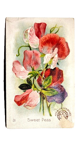 1898 J16 #31 Sweet Peas, New Series Beautiful Flowers, Arm and Hammer
