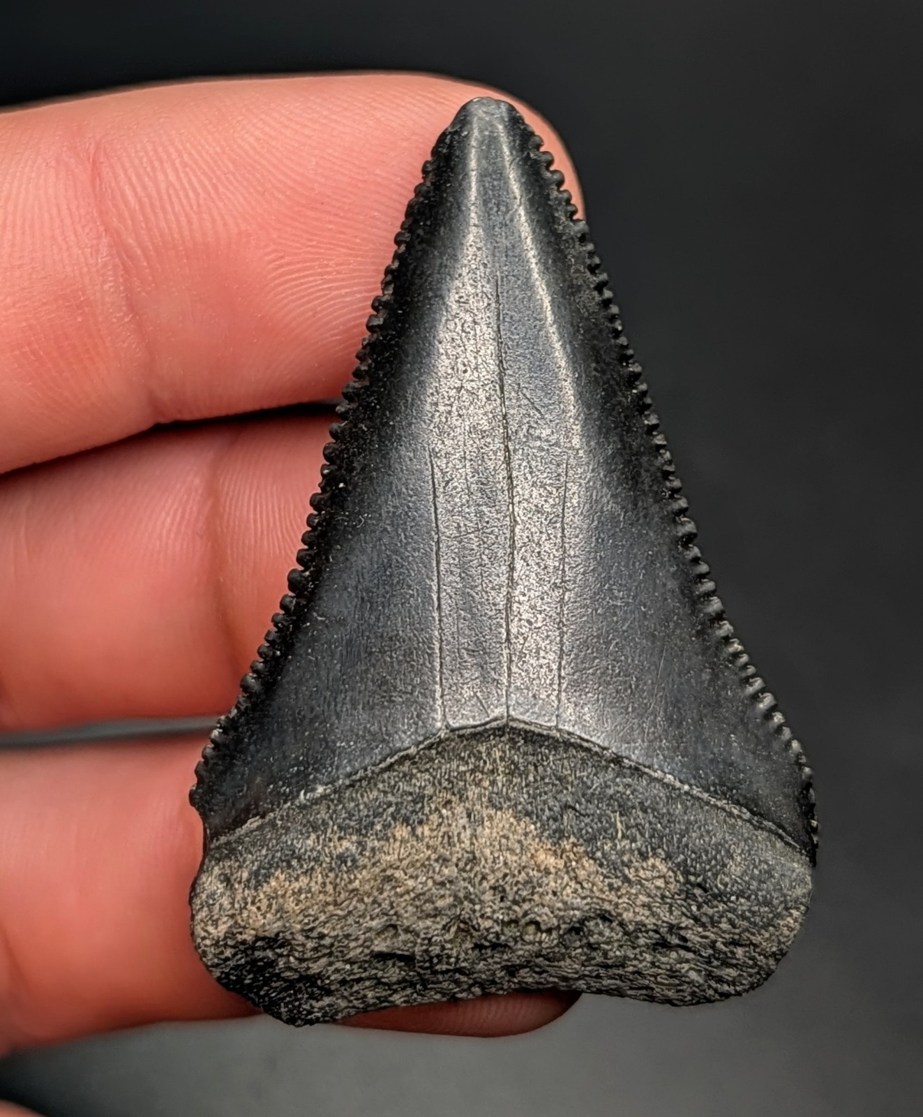 Large Real 1.95" Fossil Great White Shark Tooth NC All Natural Quality 